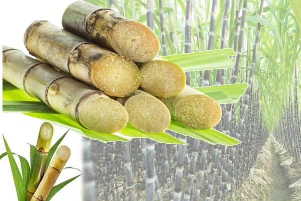 गन्ने में भूमिगत कीट का एकीकृत कीट प्रबंधन